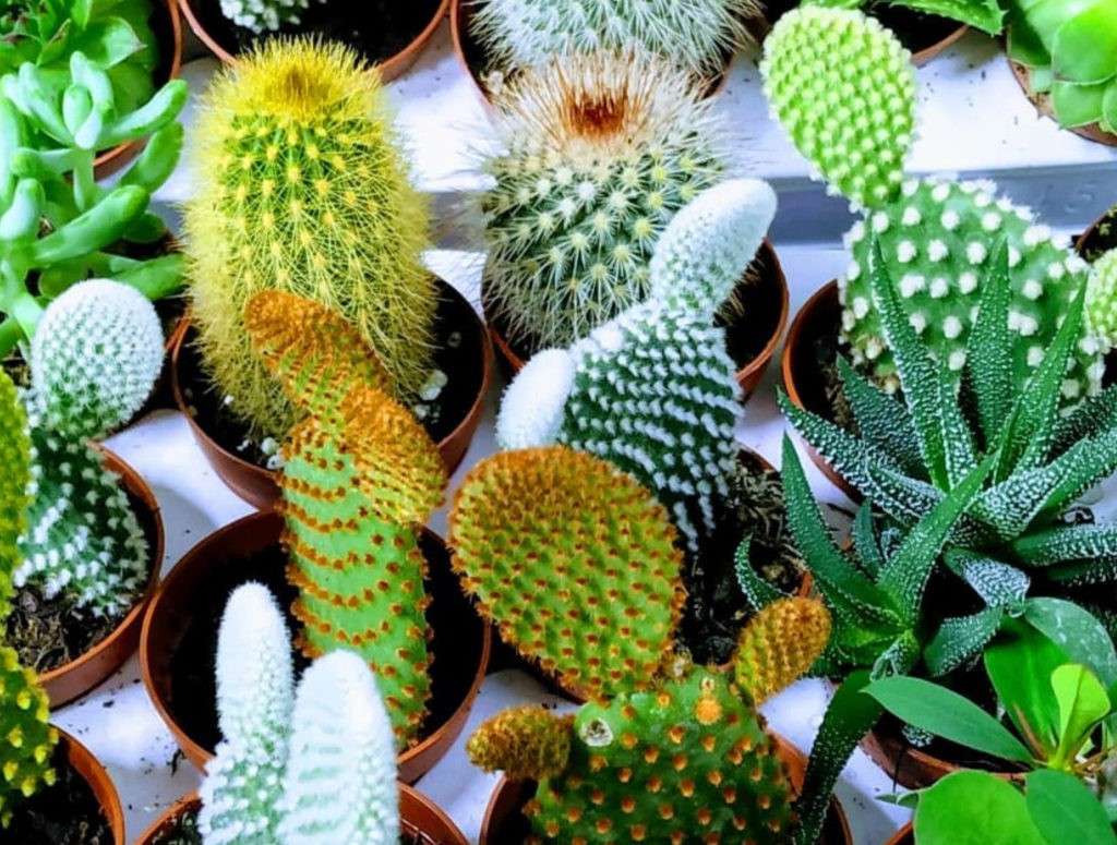 cactus flores Azahar