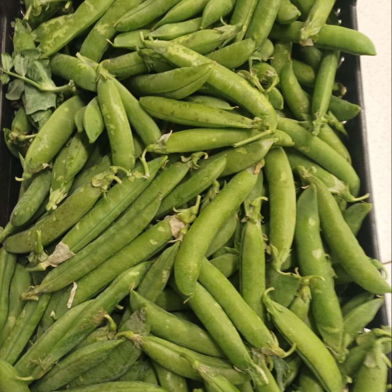 Guisantes Delicatessen Carlos Aragon