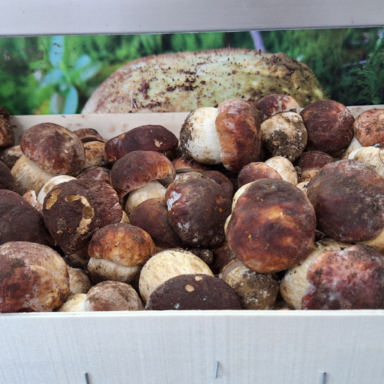 boletus