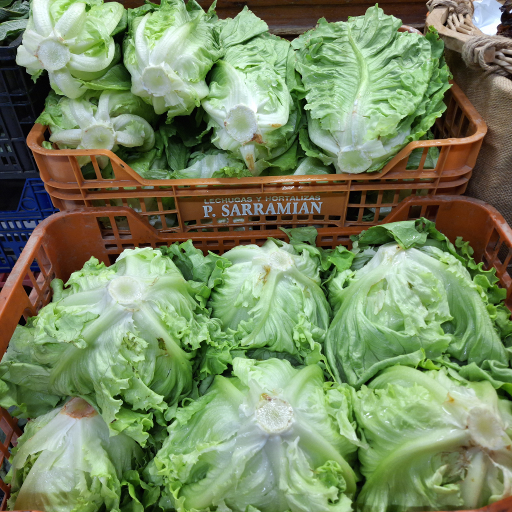 lechuga fresca carlos aragon