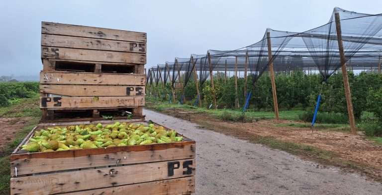 Frutas del Valle de Moncalvillo