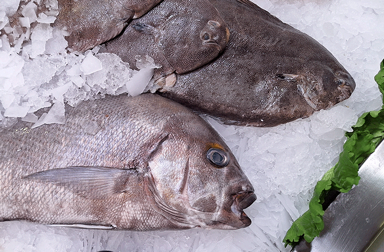 pescado 2